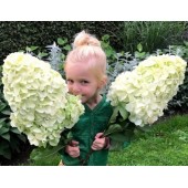 Гортензия метельчатая Hydrangea paniculata Hercules